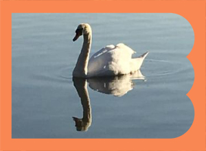 Welsh Harp Reservoir Tour